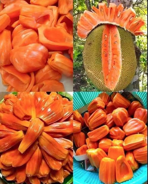 WhatsApp Image 2025-08-11 at 16.01.35_52cd8327